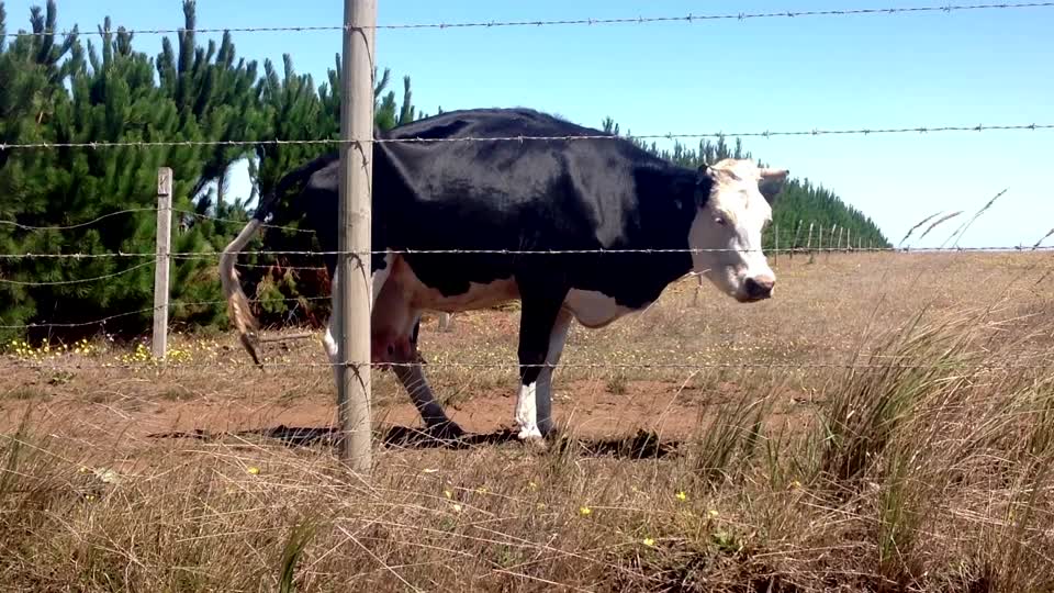 Cow countryside forest