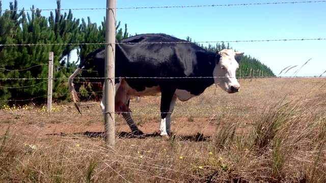 Cow countryside forest