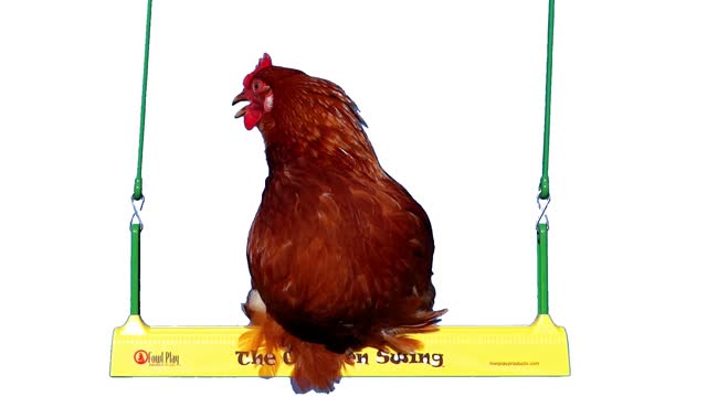 Chicken pen swing