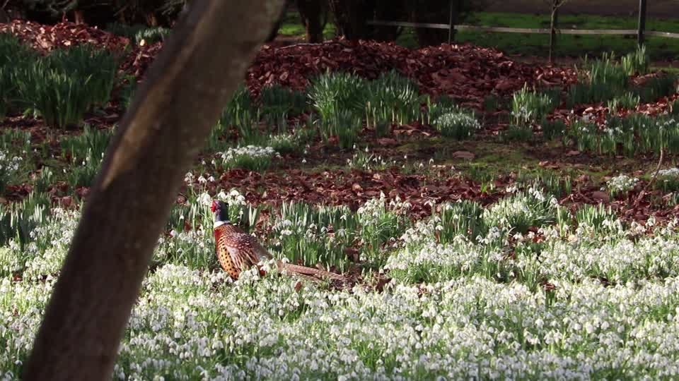 Pheasant snow drops tree