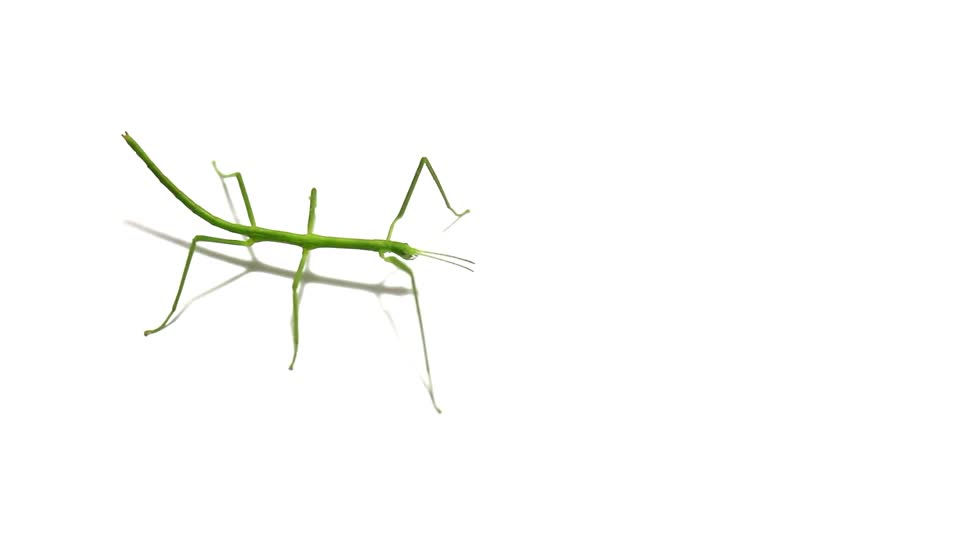 Insect nature green