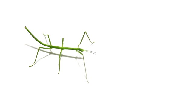 Insect nature green