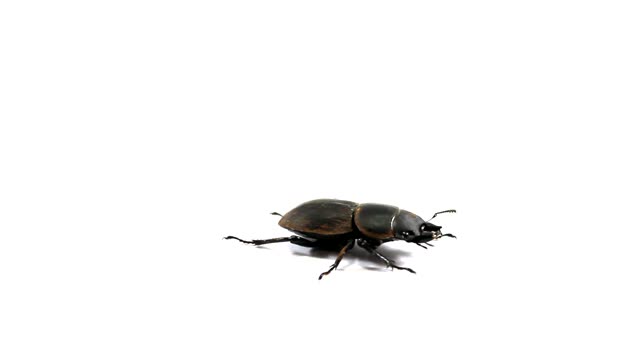 Beetle insect nature