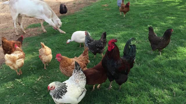 Rooster crowing chicken