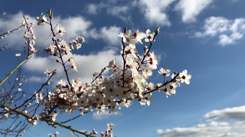Blossom tree spring