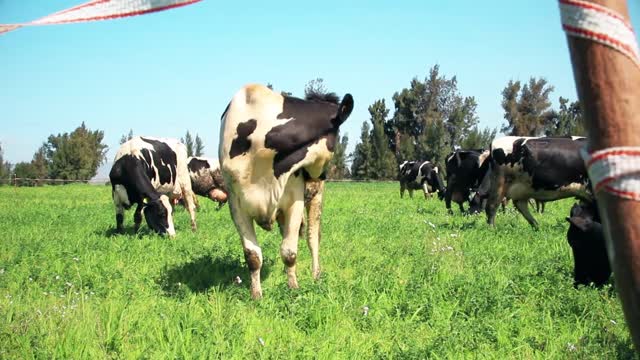 Cow animal agriculture