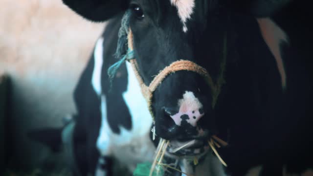 Cow animal agriculture