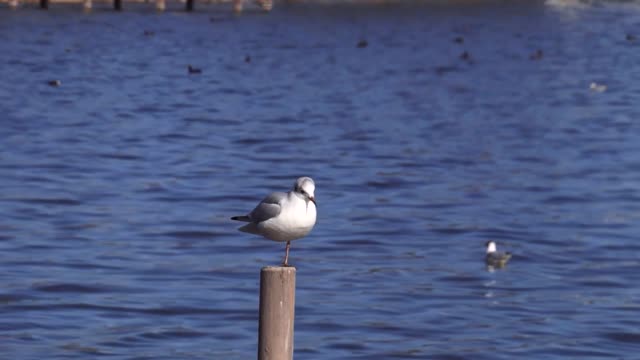 Starnberg lake gulls