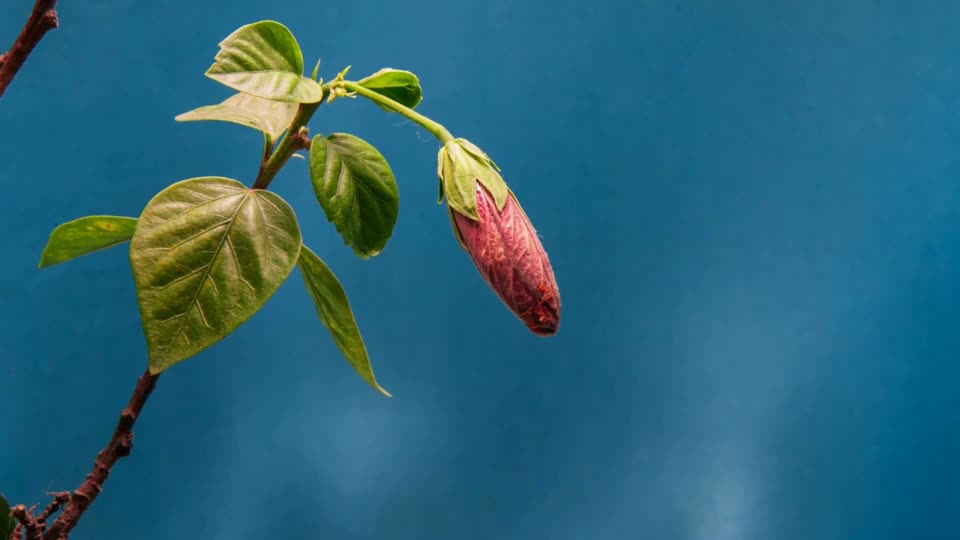 Hibiscus flowers videos