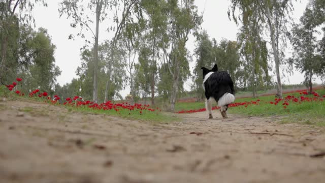 Dog running walking the dog