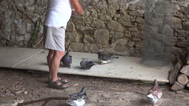 Pigeons feeding birds