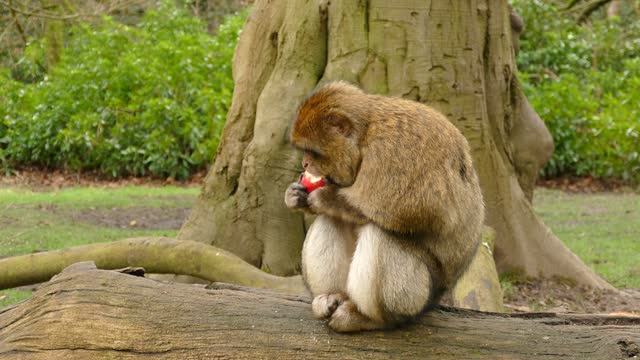 Ape monkey primate