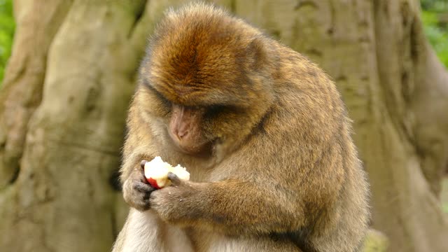 Ape monkey primate
