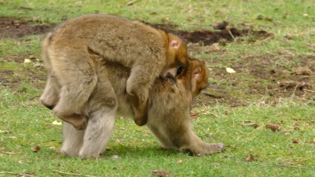 Ape monkey primate