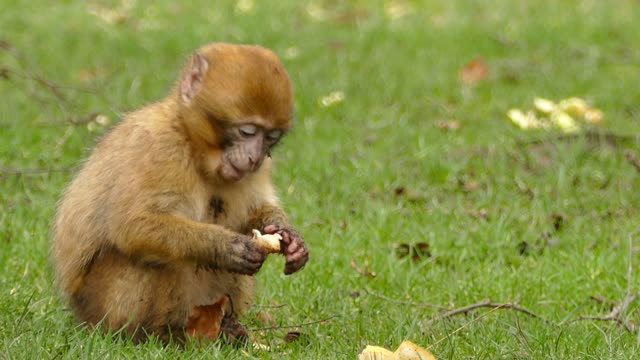 Ape monkey primate