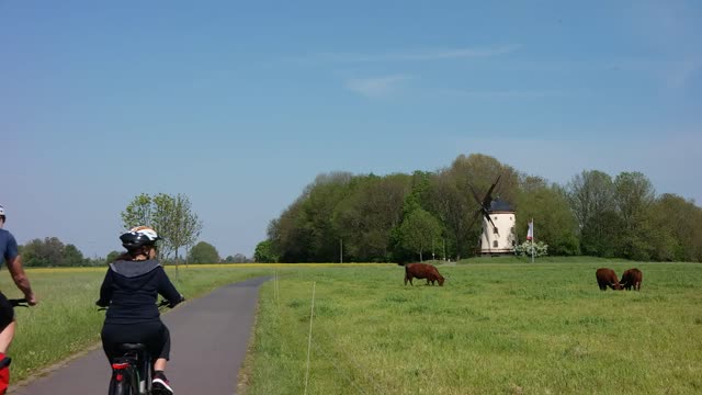 Cyclist windmill cows