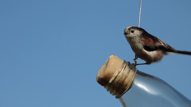 Long tailed tit tit bird