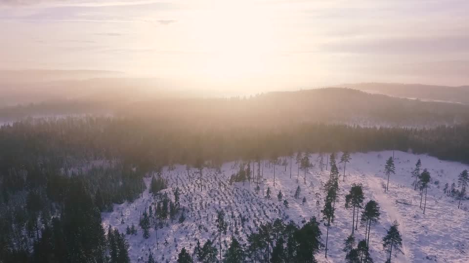 Forest landscape dawn