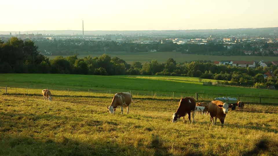 Cows pasture agriculture