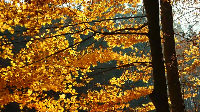 Fall tree elbe sandstone mountains
