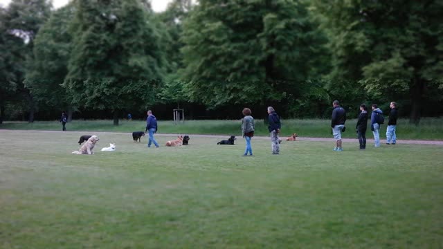Dogs dog training animals