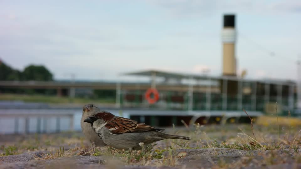 Sparrows birds elbe