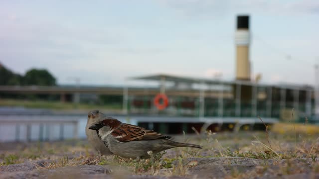 Sparrows birds elbe