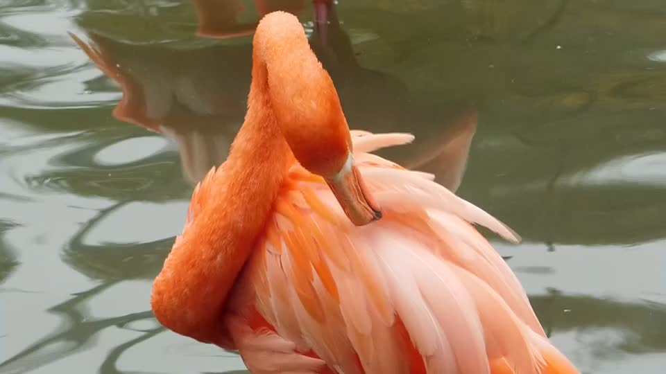 Flamingo exotic birds