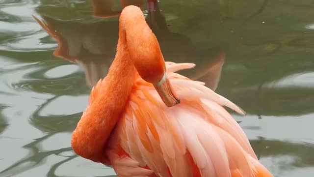 Flamingo exotic birds