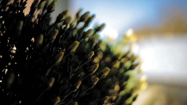 Flowers nature time