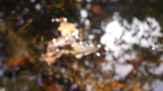 Water pond leaves