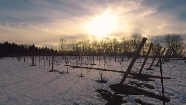 Sunset vineyard agriculture
