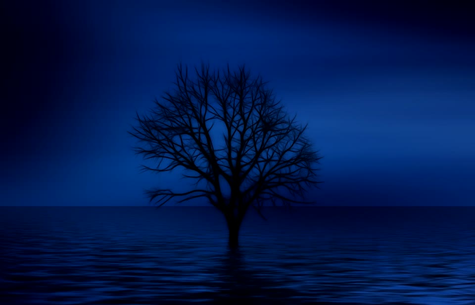 Tree cinemagraphs loneliness