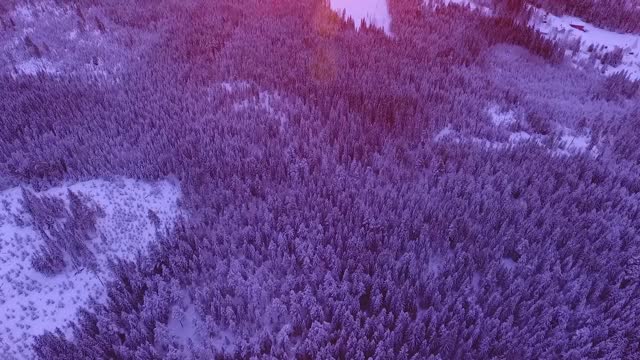 Forest morning winter