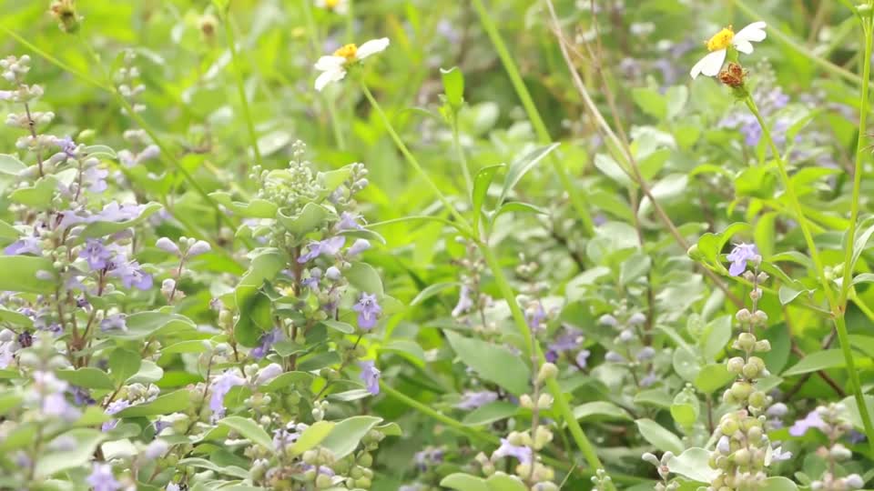 Flower leaf green plants