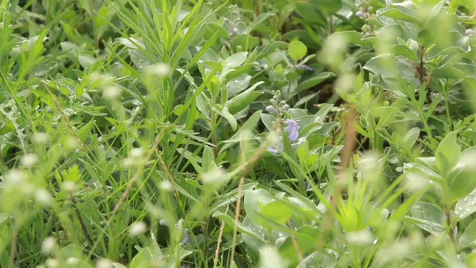 Flower leaf green plants