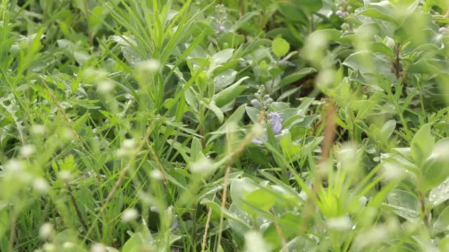 Flower leaf green plants