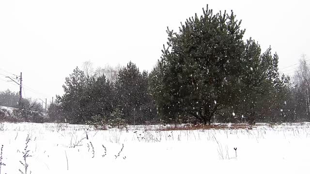 Tree snow field