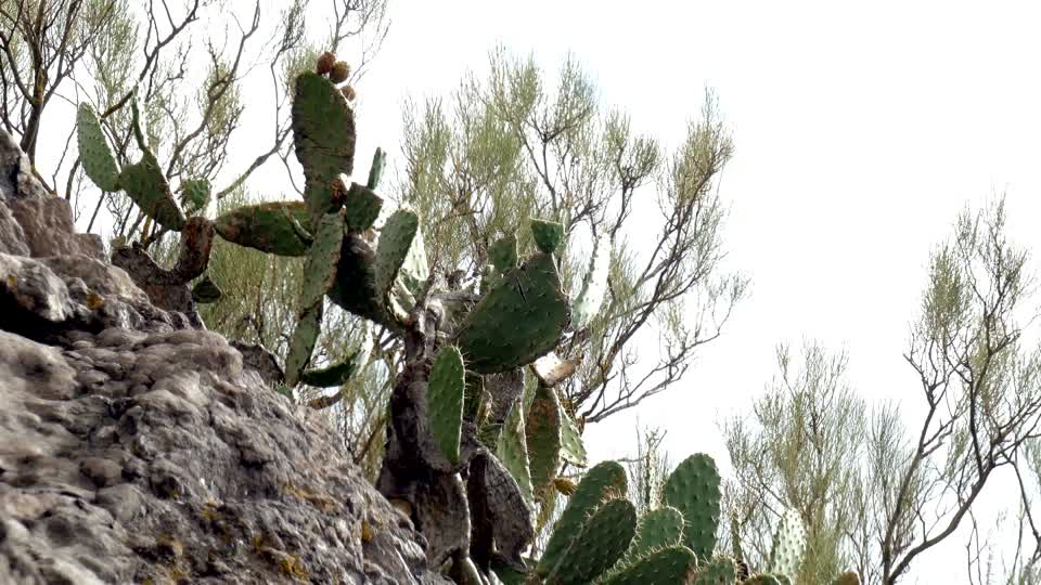 Cactus rock nature
