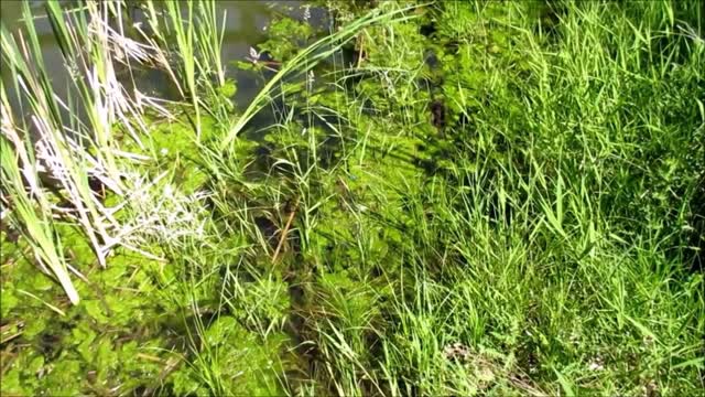 Nature wet grassland