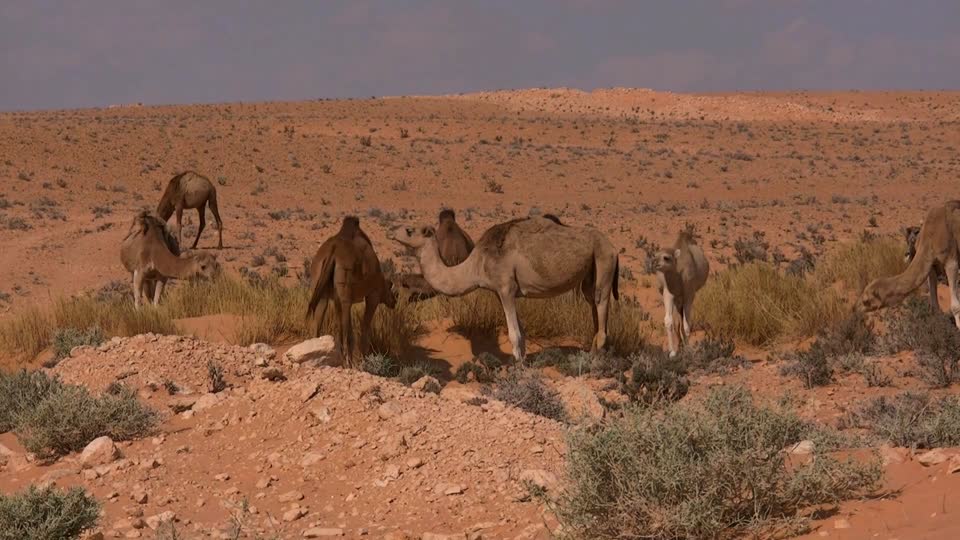 Camel tunisia desert