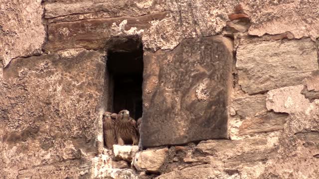 Kestrel falcon bird