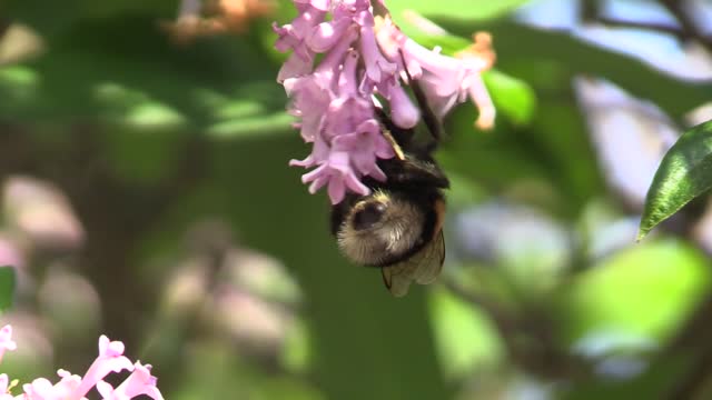 Bumblebee lilac summer