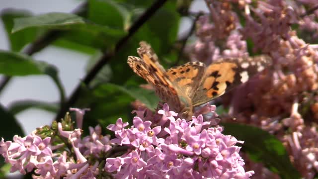 Butterfly lilac summer