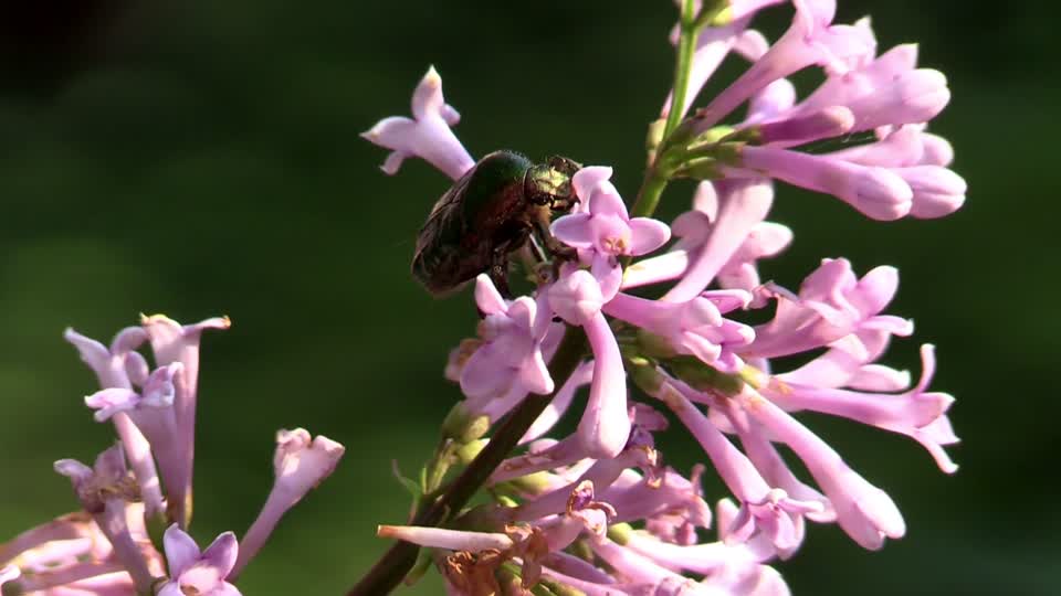 Shiny gold rose beetle beetle lilac
