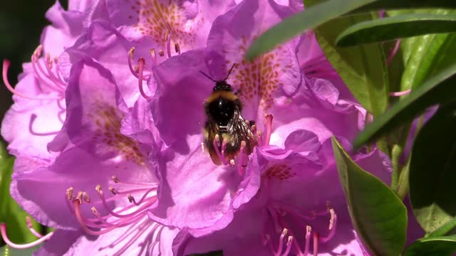 Bumblebee rhododendron summer