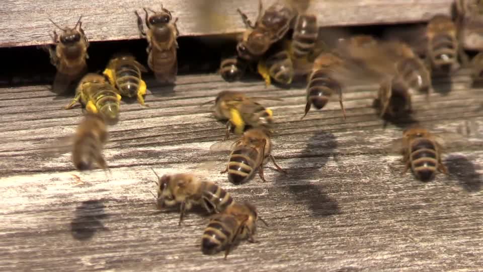 Bees nectar beehive