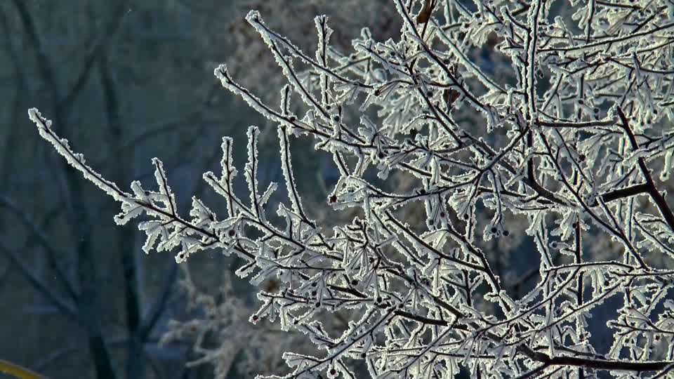 Winter snow trees