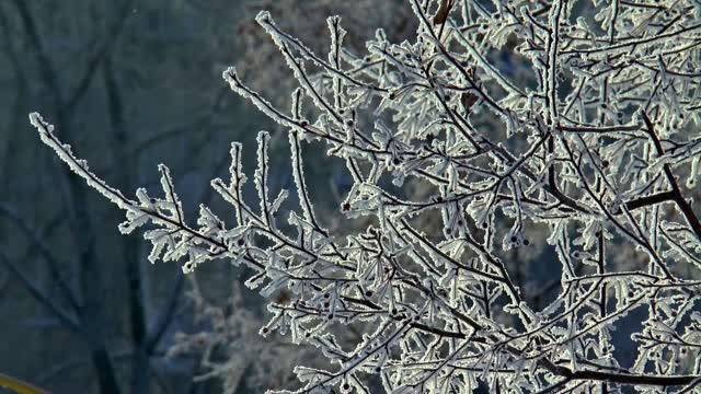 Winter snow trees