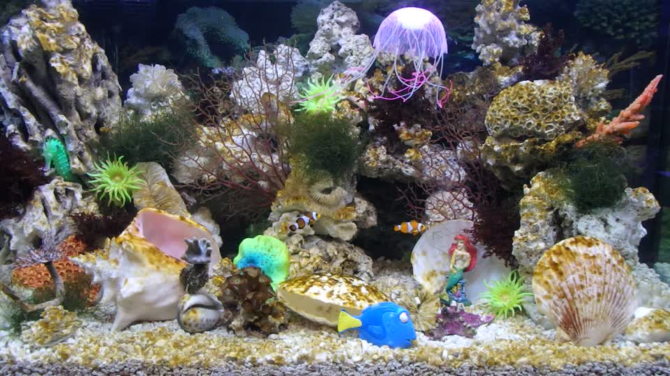Aquarium fish exotic